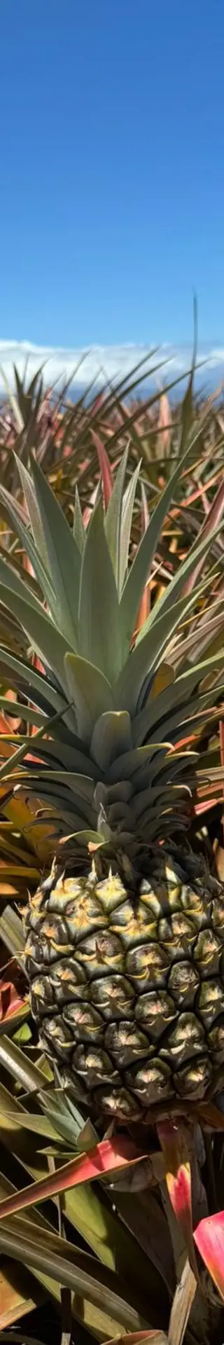 Piña Colada gefällig?